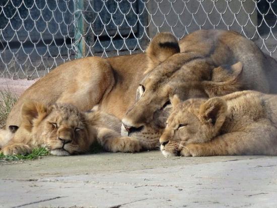 Boğaziçi Hayvanat Bahçesi